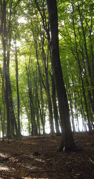 von Licht durchfluteter Wald
